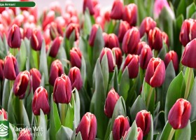 Tulipa Armani ® (3)